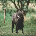 Le - Maison De 6 A 8 Personnes - La Ferme Du Try Nyaraló Frasnes-lez-Gosselies