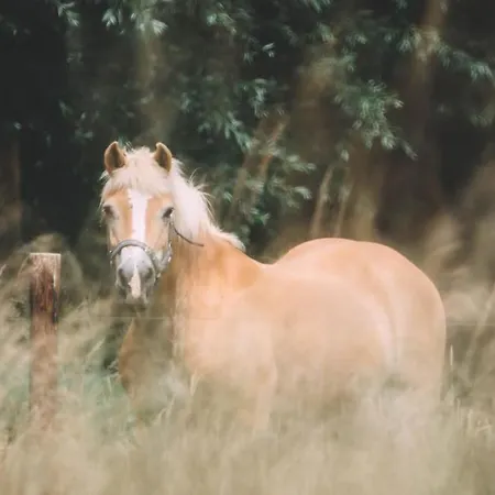 Le - Maison De 6 à 8 Personnes - La Ferme Du Try Casa de Férias