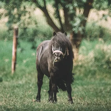 Le - Maison De 6 à 8 Personnes - La Ferme Du Try Casa de Férias Frasnes-lez-Gosselies